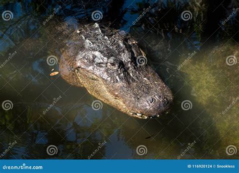 Alligator Head Floating On Water In Florida Everglades Stock