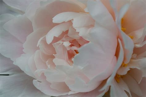 Pale Pink Peony Henry Hartley