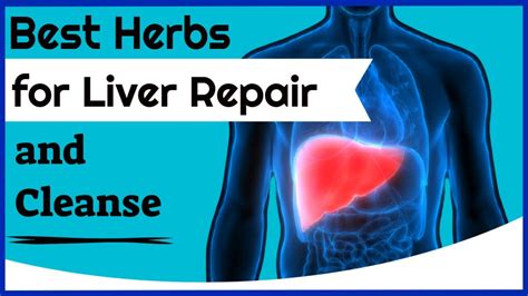 Best Herbs For Liver Repair And Cleanse 6 Purifying Herbs For Your