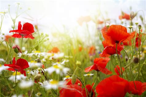 Close Up Photo Of Red Poppy Flower Field Hd Wallpaper Wallpaper Flare