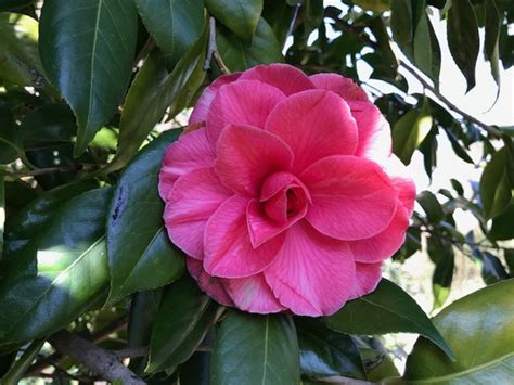 Camelia Japonica Mathotiana Rosea