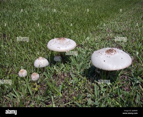 White Mushrooms Yard Lawn Grass Fungus Stock Photo Royalty Free Image