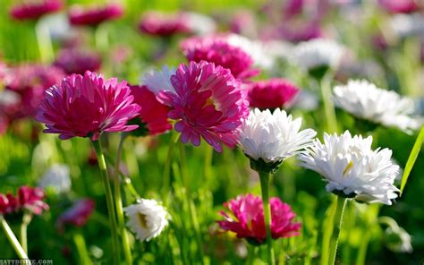 Yellow, white and pink flowers. World's Top 100 Beautiful Flowers Images Wallpaper Photos ...