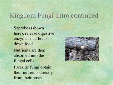 Ppt Kingdom Fungi Introduction Powerpoint Presentation Free Download