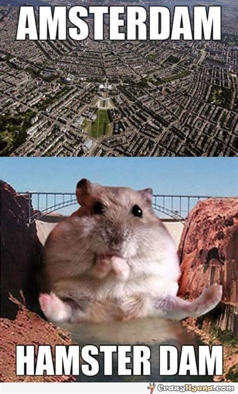 One Of The Funniest Jokes With Amsterdam A Hamster Photoshopped In
