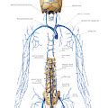 Venous System Of Vertebral Venous Plexus Poster By Asklepios Medical Atlas