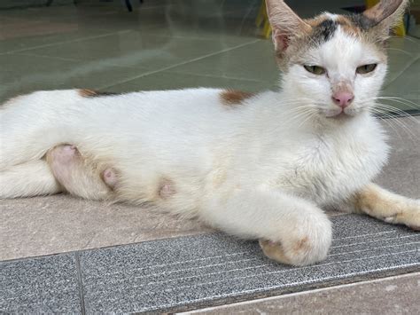 Hi Is This Stray Cat Pregnant Shes Awfully Skinny And Shes A Really