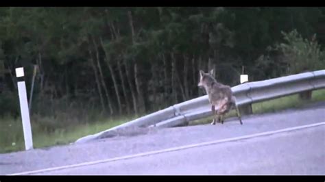 Coyote Chases Cougar Youtube