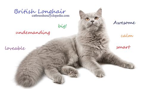 Find british shorthairs for sale in seattle on oodle classifieds. The British Longhair Cat - Cat Breeds Encyclopedia
