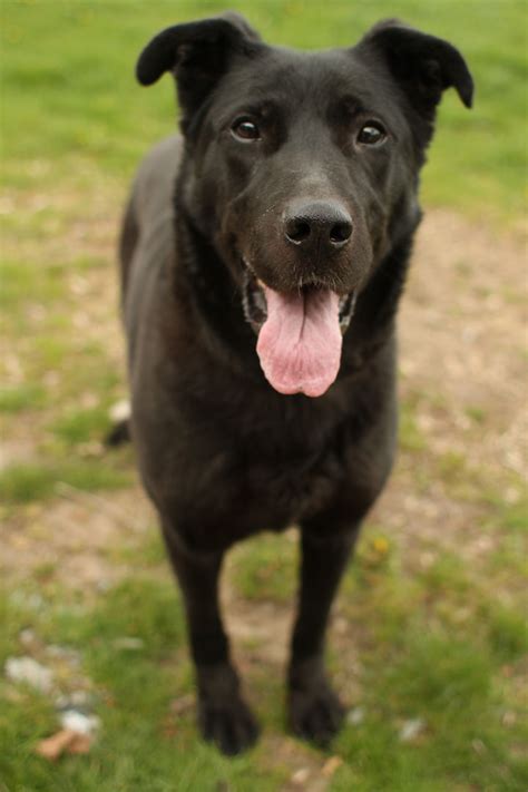 Check spelling or type a new query. Black labrador german shepherd mix | Dogs, breeds and ...