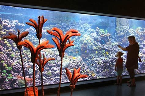Das thema evolution wird im darwineum hautnah erlebbar. Zoo Rostock schon erfolgreich in der Quallenzucht ...