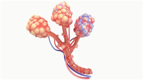 Realistic Human Bronchi Alveoli Anatomy 3d Model Cgtrader