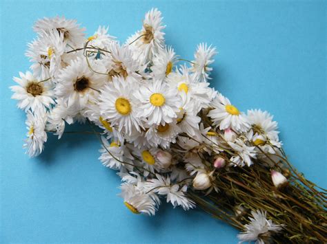 White natural reed dried flower big pampas bouquet wedding ceremony decoration. Dried flower bunch white Acroclinium - Dried flowers shop