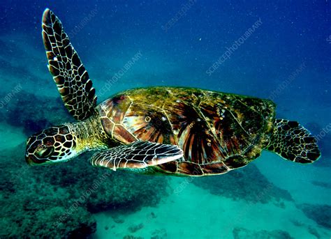 Green Sea Turtle Chelonia Mydas Stock Image C Science