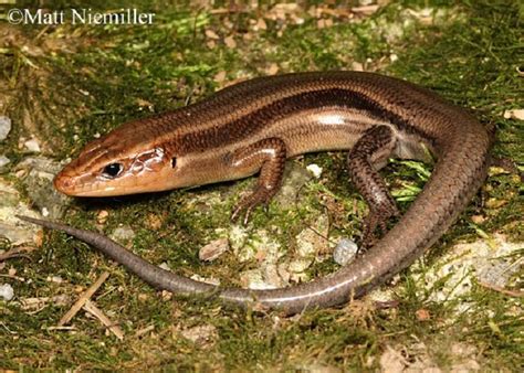 Common Five Lined Skink State Of Tennessee Wildlife Resources Agency