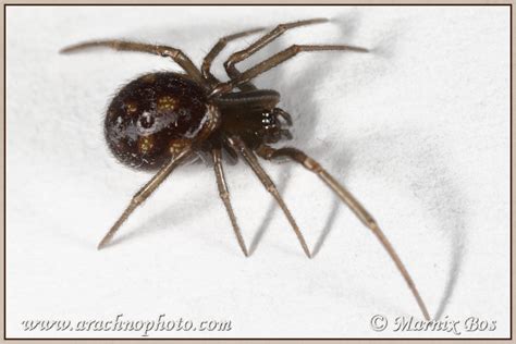 Steatoda Grossa Arachnophoto Spiders Of Europe