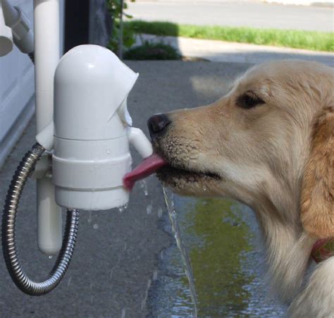 Water Dog Outdoor Drinking Fountain Fountain Design Ideas