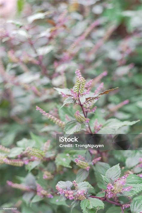 Closeup Blooming Purple Vietnamese Shiso Perilla Frustescens Beefsteak