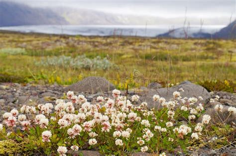 Beautiful Wild Flowers In Iceland Stock Image Image Of Morsarjokul
