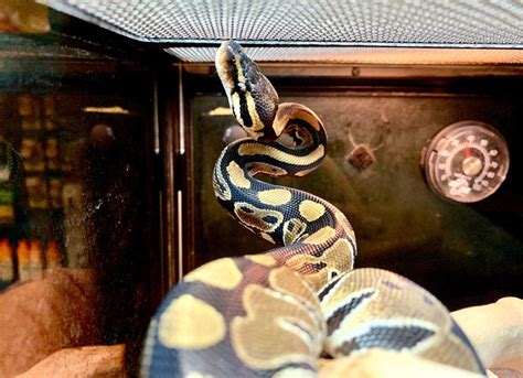 How To Take Care Of A Ball Python Vet Reviewed Facts And Advice Pet Keen