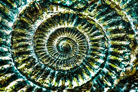 Fossil Ammonite Photograph By Bruce Block Fine Art America