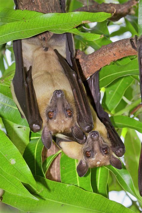 Straw Colored Fruit Bats Photograph By Ivan Kuzmin Pixels