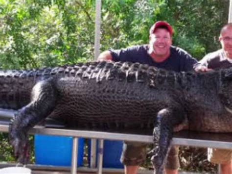 13 foot gator caught in fl