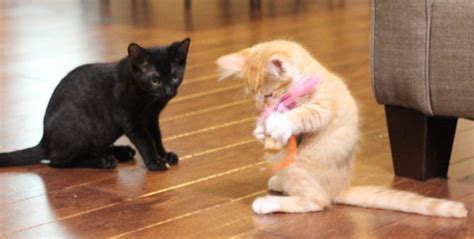 Your Cat Will Love These Easy Homemade Cat Toys Made From Wine Corks