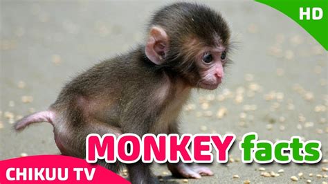 Amazing animal facts for kids we have a fantastic set of cool facts all about animals for you. Monkey facts | MONKEY: Animals for children| Preschool ...