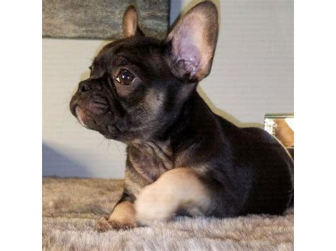 12 Weeks Old French Bulldogs Puppies Palm Springs Puppies For Sale