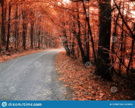 Broad Leaf Tree Forest With Curved Asphalt Road At Autumn Fall