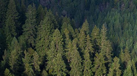 Download Wallpaper 1920x1080 Forest Aerial View Pines Trees Green