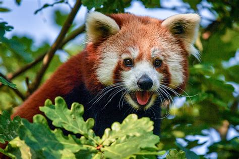 In Video Bristol Zoo Celebrates Ahead Of Red Panda Day With New Arrival