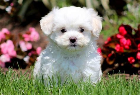 Maltichon Puppies For Sale Puppy Adoption Keystone Puppies