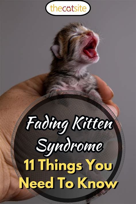Fading Kitten Syndrome 11 Things You Need To Know Thecatsite