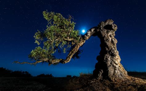 Twisted Tree Starry Night Wallpapers Twisted Tree Starry