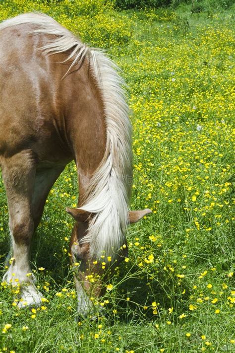 Horse In A Field Of Yellow Flowers Stock Photo Image Of Halter