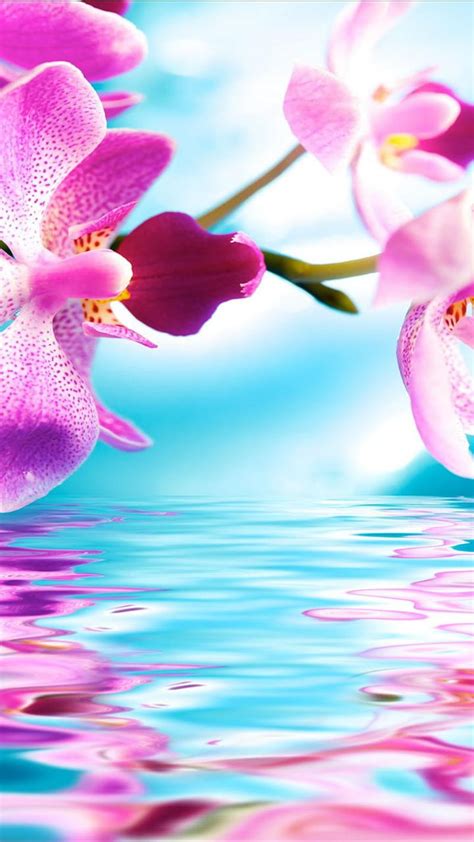 Iris Orchid Pink Hd Phone Wallpaper Peakpx
