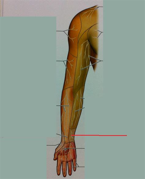 Level Cutaneous Fields Of Upper Limb Anatomy Of The Extremi