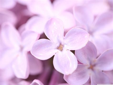 Lilac Flower - Colors Photo (34692217) - Fanpop