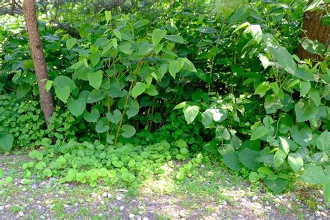 How To Successfully Remove Japanese Knotweed