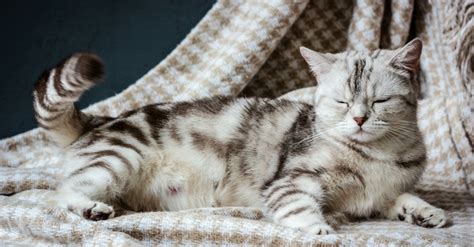 Many a pregnant mom has wondered how just how labor will feel, how long it will take and how to know. Pregnant Cat Labor Signs | What To Look For In Your Cat