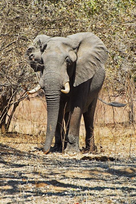 Elephant Ivory Africa Botswana Safari Animal Nature Mammal