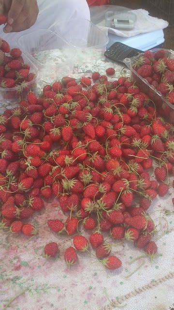 Mara Des Bois Strawberries With A Différence Libaliano Lebanese And