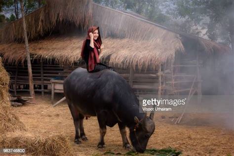 Asian Cow Girl Photos And Premium High Res Pictures Getty Images