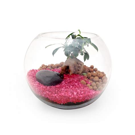 Molti pensano che le piante, essendo essere inanimati, non necessitano di inoltre una delle caratteristiche peculiari del bonsai ficus è la crescita veloce dei rami che è possibile orientare in. Terrarium Bonsaï Ficus Ginseng publicitaire personnalisé ...