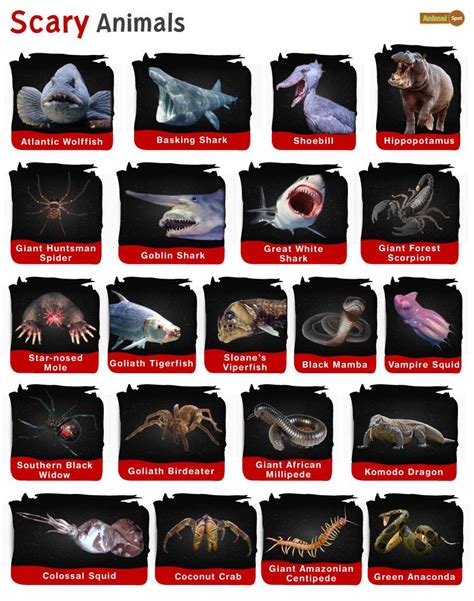 Scary Animals Facts List Pictures