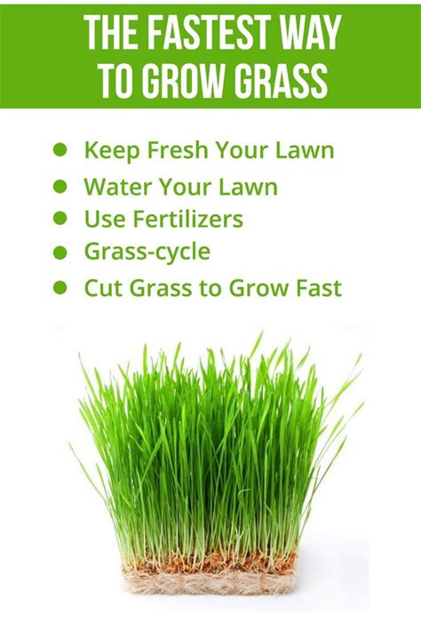 The Fastest Way To Grow Grass In 2020 Planting Grass Grow Grass Fast Planting Grass Seed