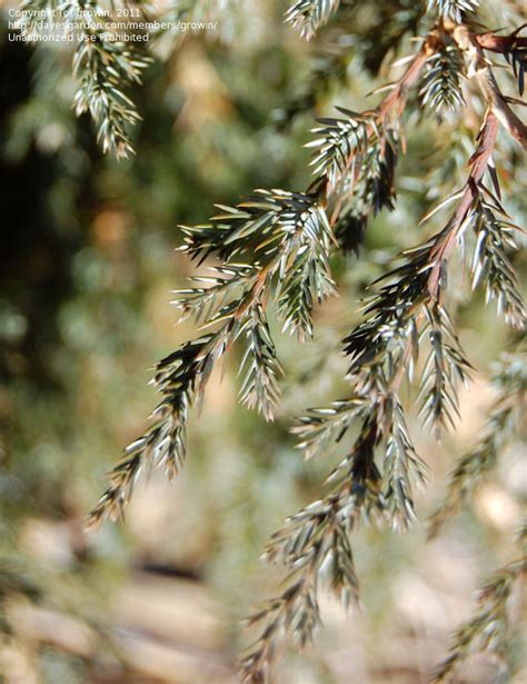 Plantfiles Pictures Juniperus Species Aromatic Cedar Eastern Red