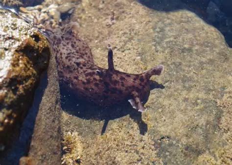 Exploring A Tide Pool Amazing Creatures You Can Find Rs Science